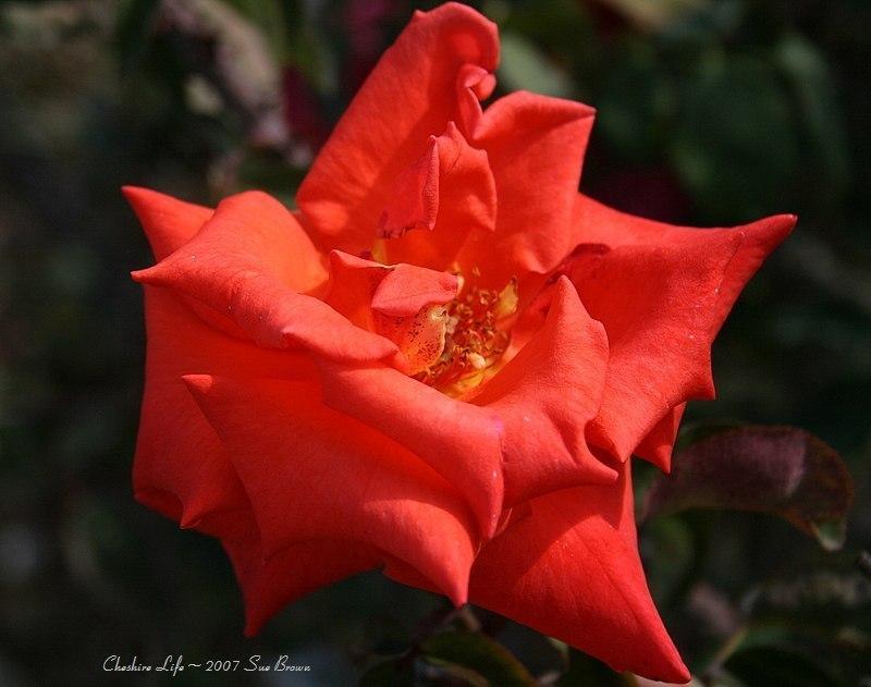 Photo of Rose (Rosa 'Cheshire Life') uploaded by Calif_Sue