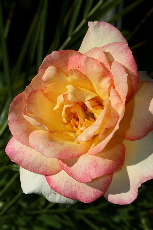Photo of Rose (Rosa 'Fantastique') uploaded by Calif_Sue