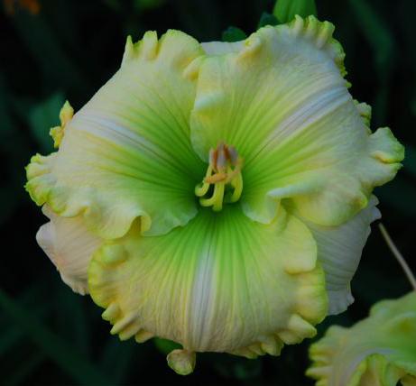 Photo of Daylily (Hemerocallis 'Going Green') uploaded by Calif_Sue