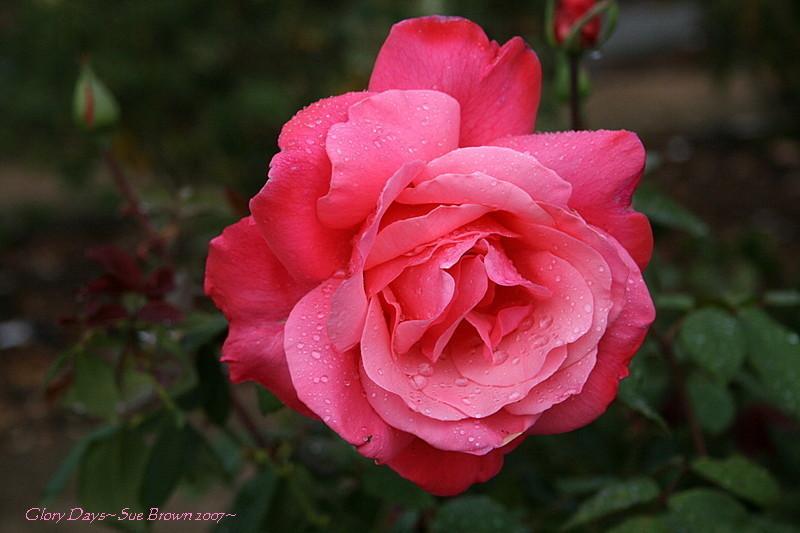 Photo of Rose (Rosa 'Glory Days') uploaded by Calif_Sue