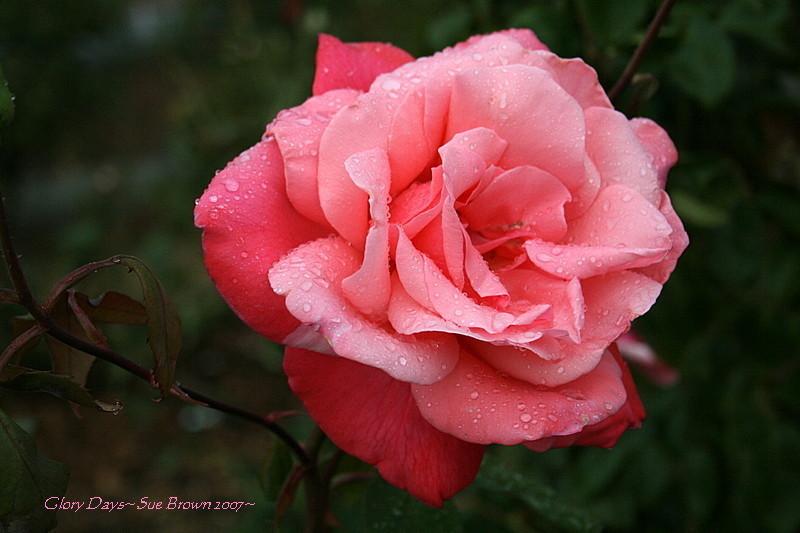 Photo of Rose (Rosa 'Glory Days') uploaded by Calif_Sue
