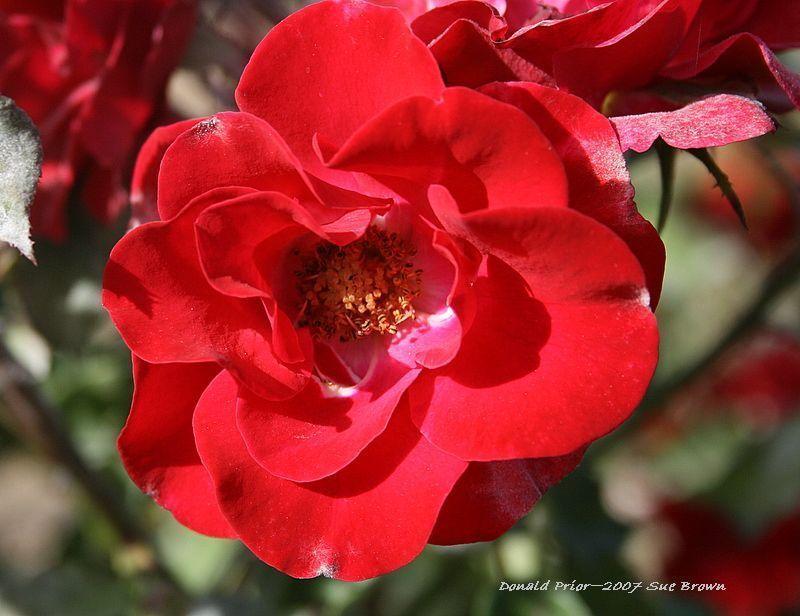 Photo of Rose (Rosa 'Donald Prior') uploaded by Calif_Sue