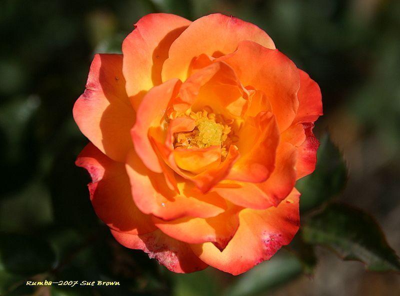 Photo of Rose (Rosa 'Rumba') uploaded by Calif_Sue