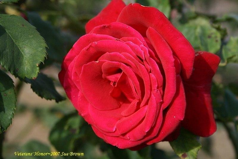 Photo of Rose (Rosa 'Veterans' Honor') uploaded by Calif_Sue