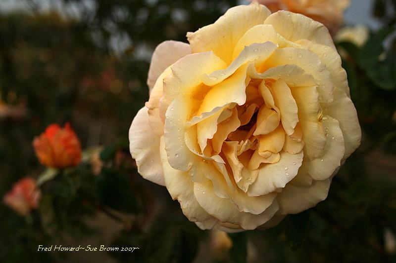 Photo of Rose (Rosa 'Fred Howard') uploaded by Calif_Sue