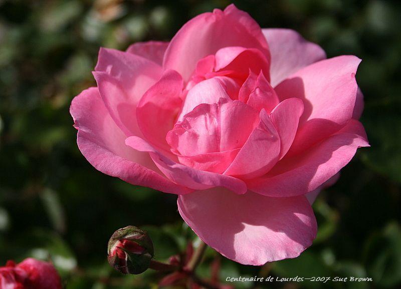 Photo of Rose (Rosa 'Centenaire de Lourdes') uploaded by Calif_Sue