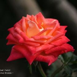 Location: San Jose Heritage Rose Garden
Date: 2007-11-26