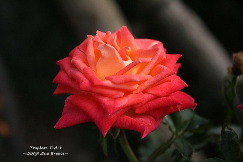 Photo of Rose (Rosa 'Tropical Twist') uploaded by Calif_Sue