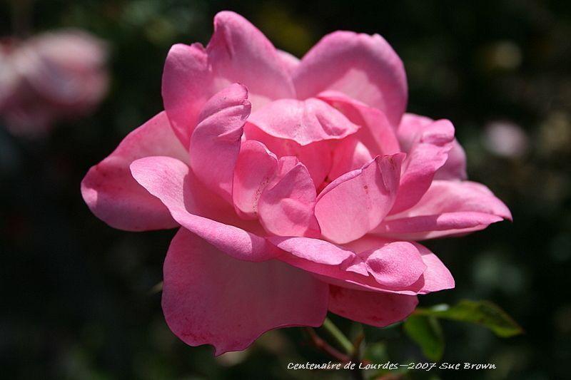 Photo of Rose (Rosa 'Centenaire de Lourdes') uploaded by Calif_Sue