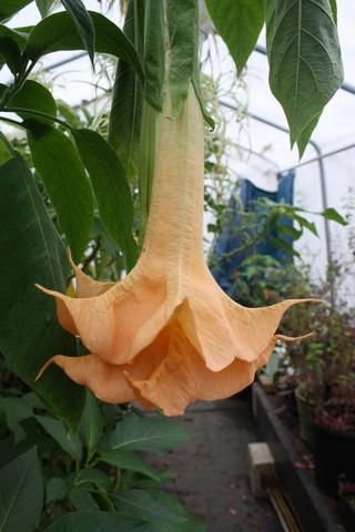 Photo of Angel Trumpet (Brugmansia 'Brenda's Beauty') uploaded by gingin