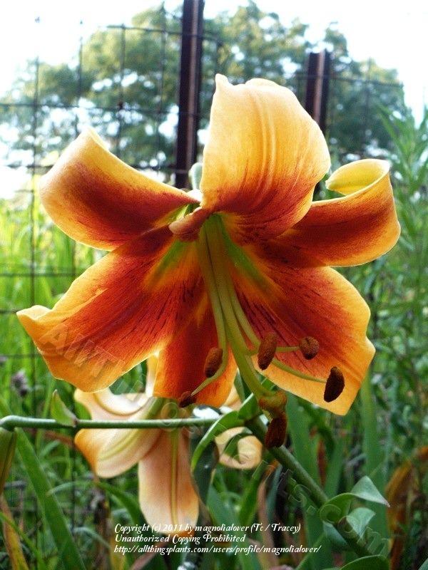 Photo of Lily (Lilium 'Sister of Pizzazz') uploaded by magnolialover