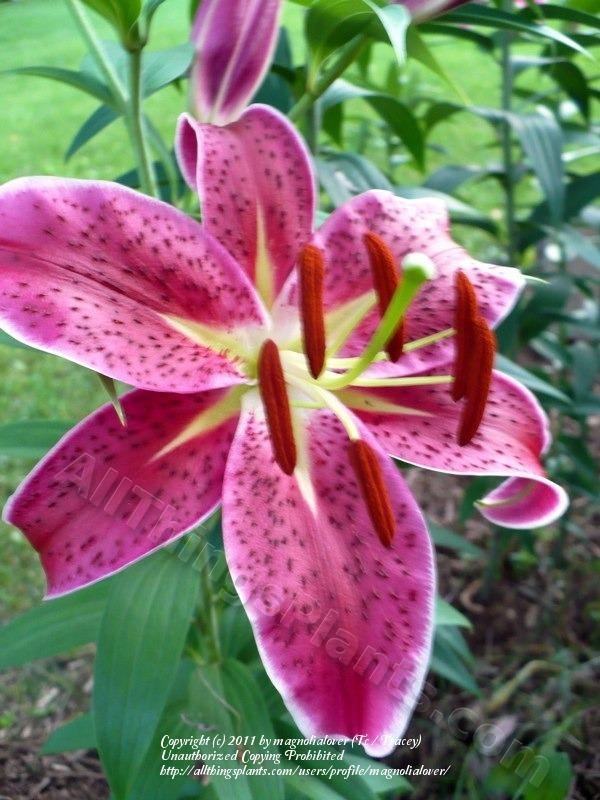 Photo of Lily (Lilium 'Deep Impact') uploaded by magnolialover