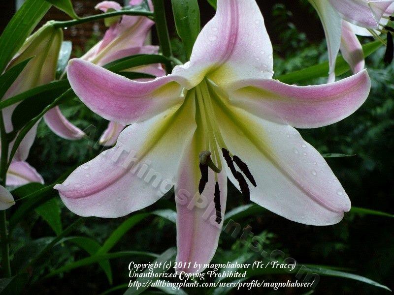 Photo of Lily (Lilium 'Madame Butterfly') uploaded by magnolialover