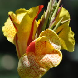 Location: Phoenix, AZ
Date: 2011-06-11
This canna has lots of repeat blooms over weeks time.