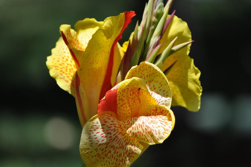 Photo of Canna Lily (Canna 'Yellow King Humbert') uploaded by Aguane