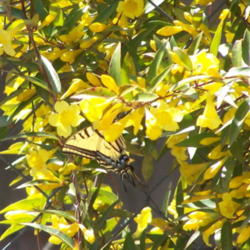 Location: Medina Co., Texas
Date: March 2011
Carolina Jessamine with butterflies