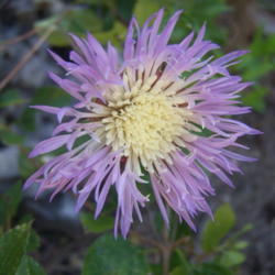 Location: Medina Co., Texas
Date: Late Spring
Basket Flower