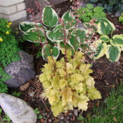 Location: Pleasant Grove, Utah
Date: 2009-06-08
With Hosta 'Minuteman and 'Christmas Pageant'