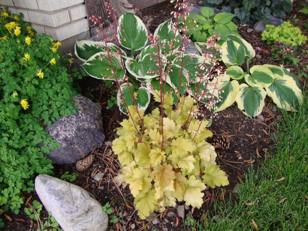 Photo of Coral Bells (Heuchera 'Amber Waves') uploaded by Paul2032