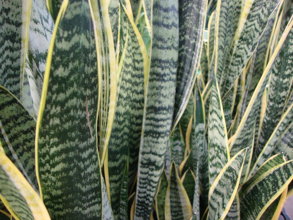 Photo of Snake Plant (Dracaena trifasciata) uploaded by Paul2032