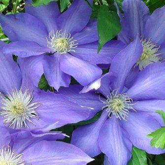 Photo of Clematis 'H.F. Young' uploaded by goldfinch4