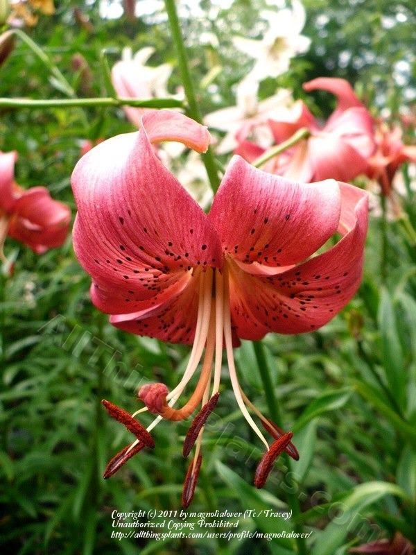 Photo of Lily (Lilium 'Paul Bunyan') uploaded by magnolialover