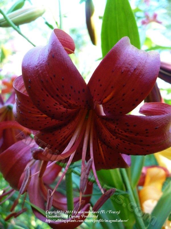 Photo of Lily (Lilium 'Red Velvet') uploaded by magnolialover