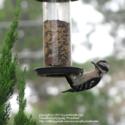 A Quick Tip about Birdseed