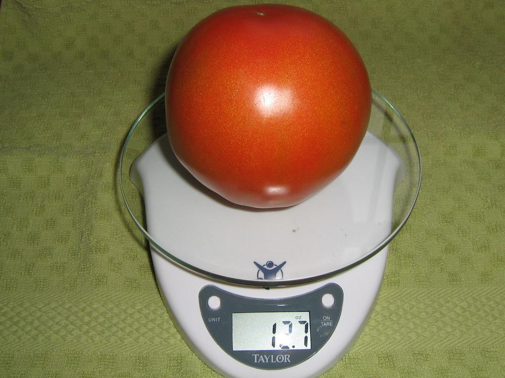 Photo of Tomato (Solanum lycopersicum 'Peron Sprayless') uploaded by saltmarsh
