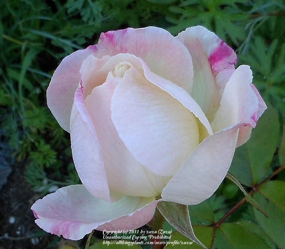 Photo of Rose (Rosa 'Cherry-Vanilla') uploaded by zuzu