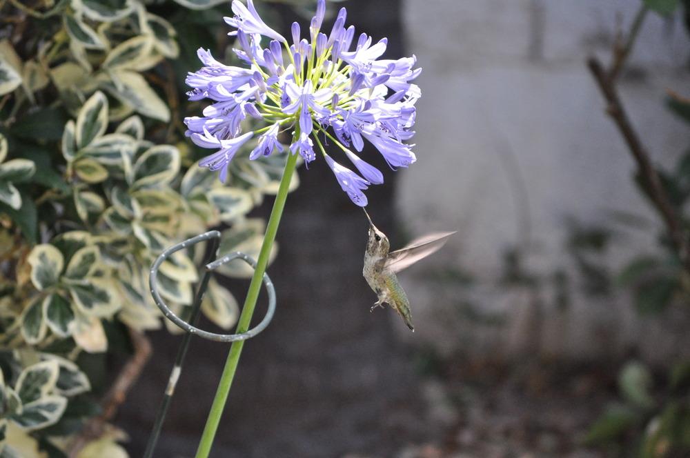 Photo of Lily of the Nile (Agapanthus africanus) uploaded by Aguane
