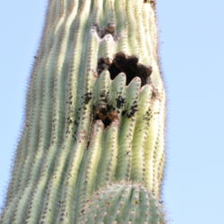 Location: Phoenix, AZ
Date: 2011-04-17
Gila Woodpecker has carved out a space to nest.