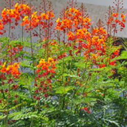 Location: Phoenix, AZ
Date: 2011-07-07
I've known this plant as Mexican Bird of Paradise or Red Bird of 