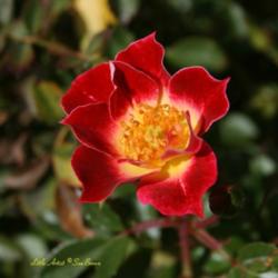 Location: San Jose Heritage Rose Garden
Date: 2007-10-09