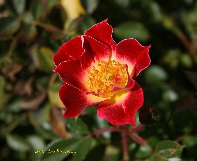 Photo of Rose (Rosa 'Little Artist') uploaded by Calif_Sue