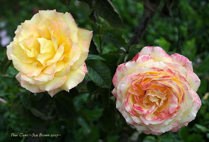 Photo of Rose (Rosa 'Peer Gynt') uploaded by Calif_Sue