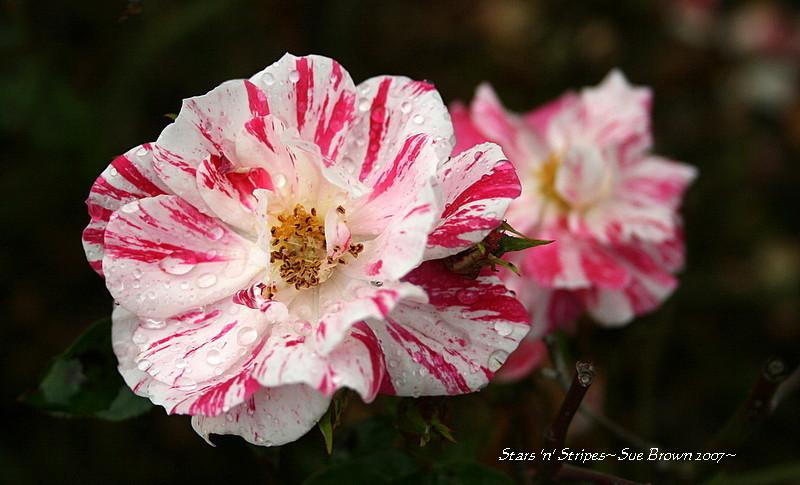 Photo of Rose (Rosa 'Stars 'n' Stripes') uploaded by Calif_Sue