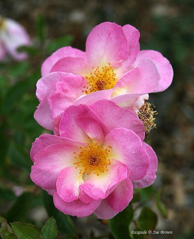 Photo of Rose (Rosa 'Escapade') uploaded by Calif_Sue