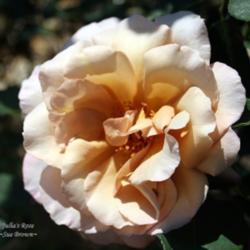Location: San Jose Heritage Rose Garden
Date: 2008-05-31