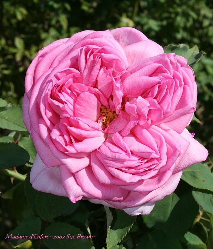 Photo of Rose (Rosa 'Madame d'Enfert') uploaded by Calif_Sue