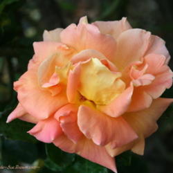 Location: San Jose Heritage Rose Garden
Date: 2007-10-29