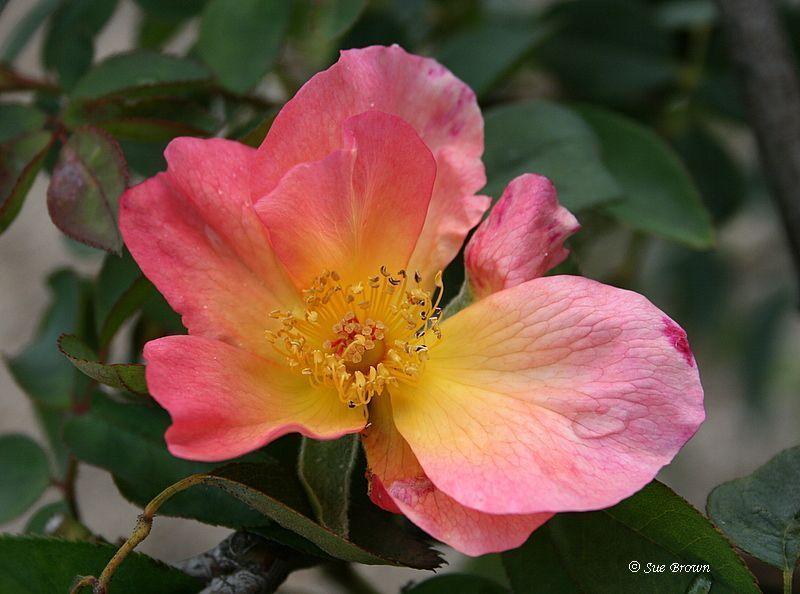 Photo of Rose (Rosa 'Alexandra Rose') uploaded by Calif_Sue