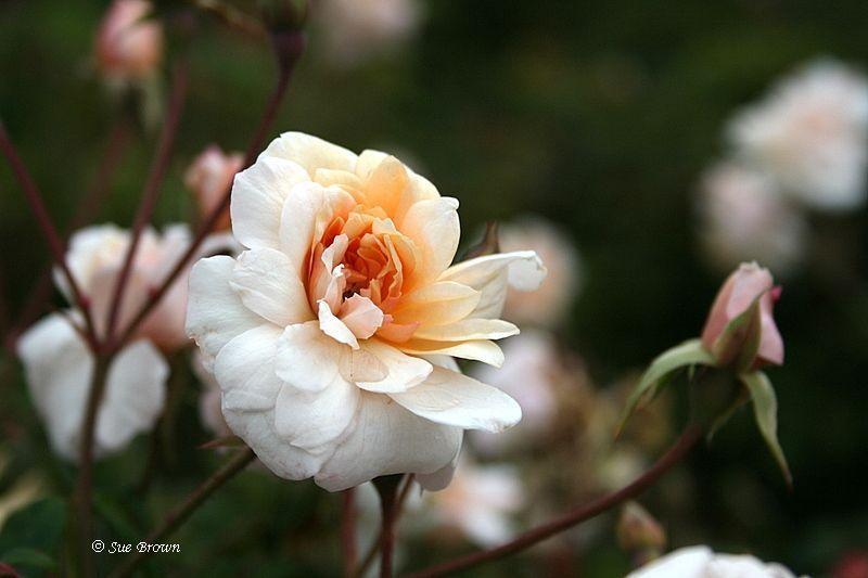 Photo of Rose (Rosa 'Perle d'Or') uploaded by Calif_Sue