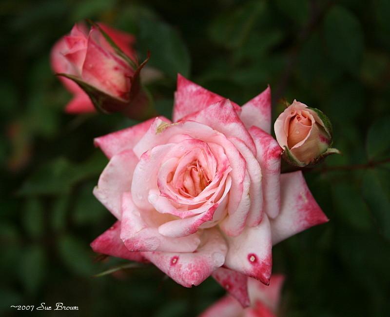 Photo of Rose (Rosa 'Minnie Pearl') uploaded by Calif_Sue