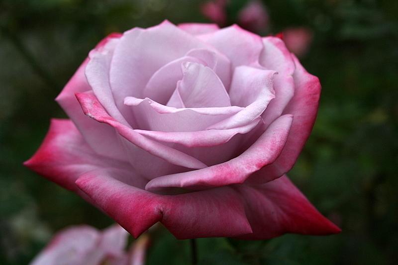 Photo of Rose (Rosa 'Paradise') uploaded by Calif_Sue