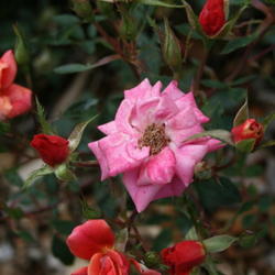 Location: San Jose Heritage Rose Garden
Date: 2007-10-16