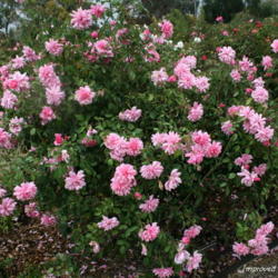 Location: San Jose Heritage Rose Garden
Date: 2007-10-29
