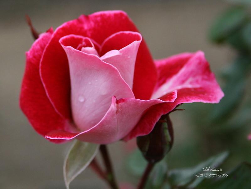 Photo of Rose (Rosa 'Old Master') uploaded by Calif_Sue