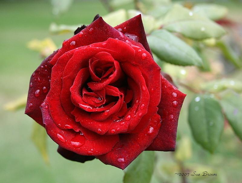 Photo of Rose (Rosa 'Taboo') uploaded by Calif_Sue
