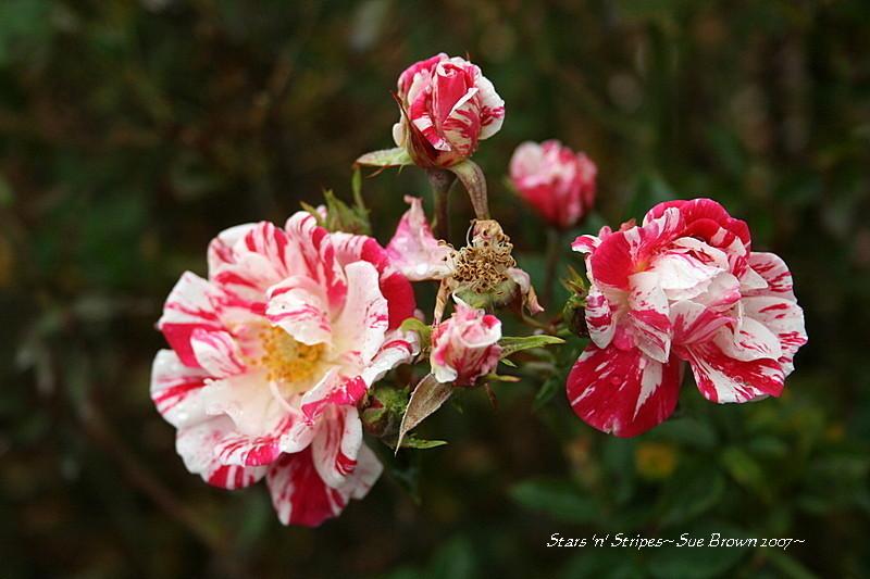Photo of Rose (Rosa 'Stars 'n' Stripes') uploaded by Calif_Sue